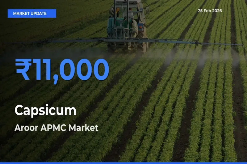 Capsicum Mandi Rate Today: Aroor APMC Tops the List