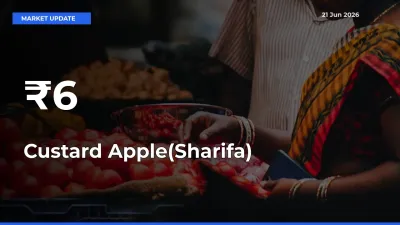 Custard Apple(Sharifa) Mandi Prices Move in Sync Across Major Markets Today