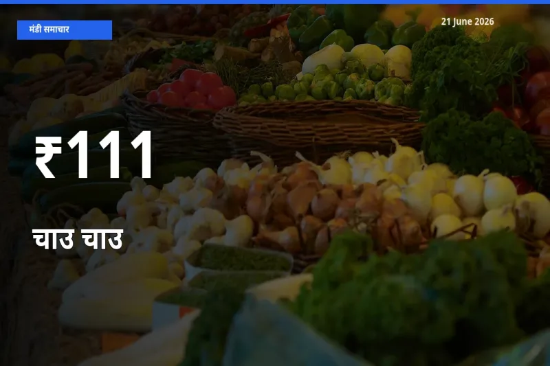 चाउ चाउ का ट्रेंड कई मंडियों में साफ