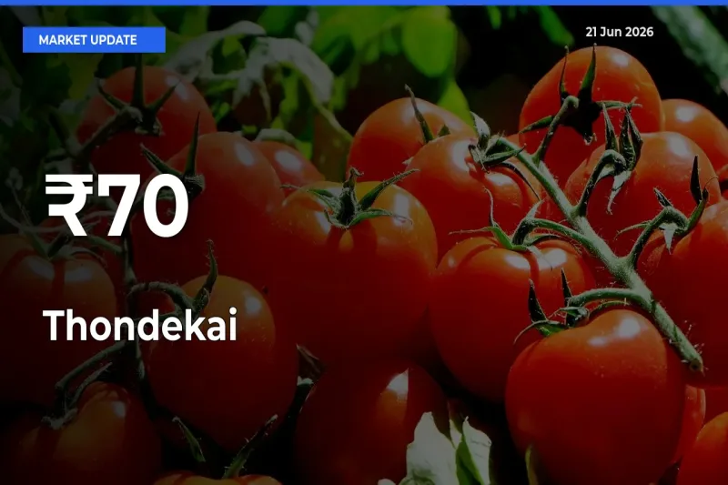 Thondekai Shows Strong Mandi Trend – June 21 Market Update