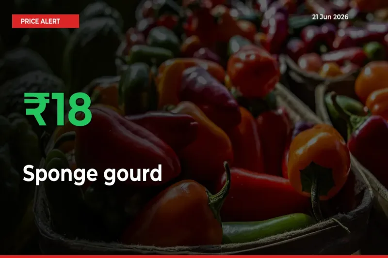 Sponge gourd Prices Rise 18.14% in a Day at Major Mandis