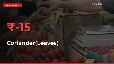 Coriander(Leaves) Prices Drop 15.19% in 24 Hours at Major Mandis