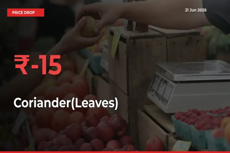 Coriander(Leaves) Prices Drop 15.19% in 24 Hours at Major Mandis