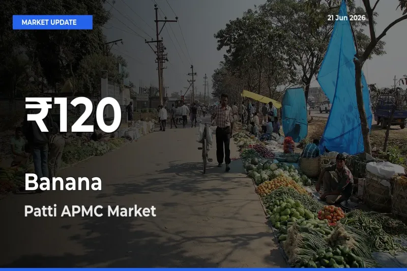 Why Banana Prices Slumped in Patti APMC – 30-Day Low Today
