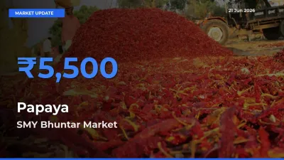 Farmers Prefer SMY Bhuntar as Papaya Hits Highest Rate