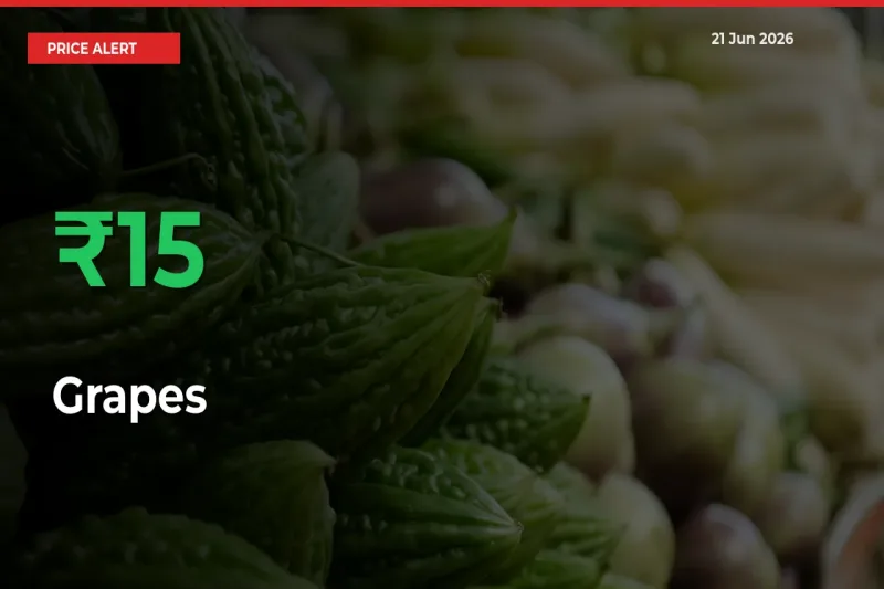 Sharp Jump! Grapes Prices Climb 15.21% in 24 Hours at Key Mandis