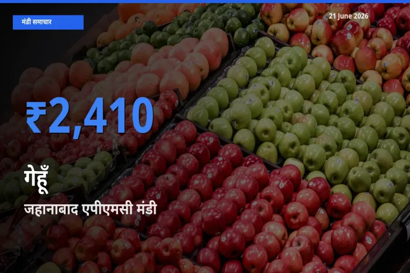 21 June अपडेट: गेहूँ के सबसे ऊँचे दाम जहानाबाद एपीएमसी मंडी में