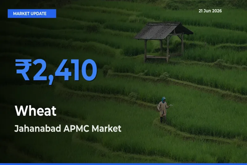 Jahanabad APMC Records Highest ₹2,410 Rate for Wheat