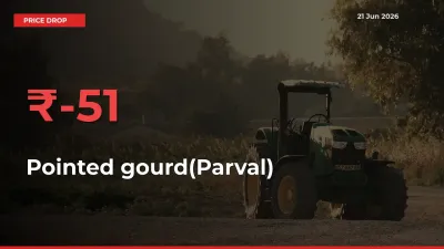 This Mandi Records 50.57% Fall in Pointed gourd(Parval) Prices