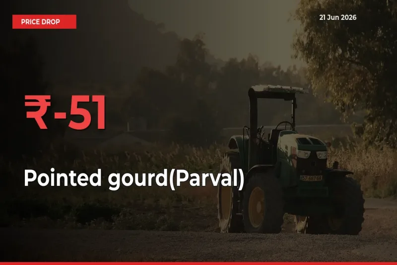 This Mandi Records 50.57% Fall in Pointed gourd(Parval) Prices