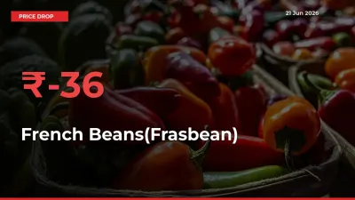 36.31% Drop in French Beans(Frasbean) Prices – Mandi Sees Sudden Fall