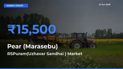 Farmers Prefer RSPuram(Uzhavar Sandhai ) as Pear (Marasebu) Hits Highest Rate