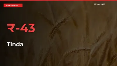 Farmers Alert as Tinda Prices Slide 42.9% in Local Mandis