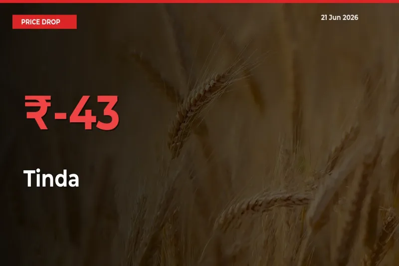 Farmers Alert as Tinda Prices Slide 42.9% in Local Mandis