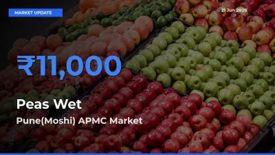 Top Performer! Pune(Moshi) APMC Offers Best Peas Wet Price Today