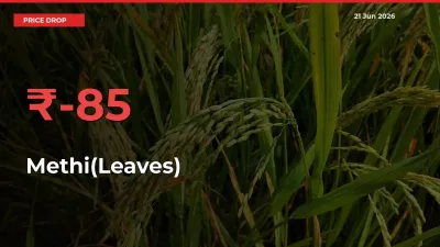 This Mandi Records 84.56% Fall in Methi(Leaves) Prices
