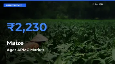 Market Watch: Agar APMC Becomes Top Mandi for Maize