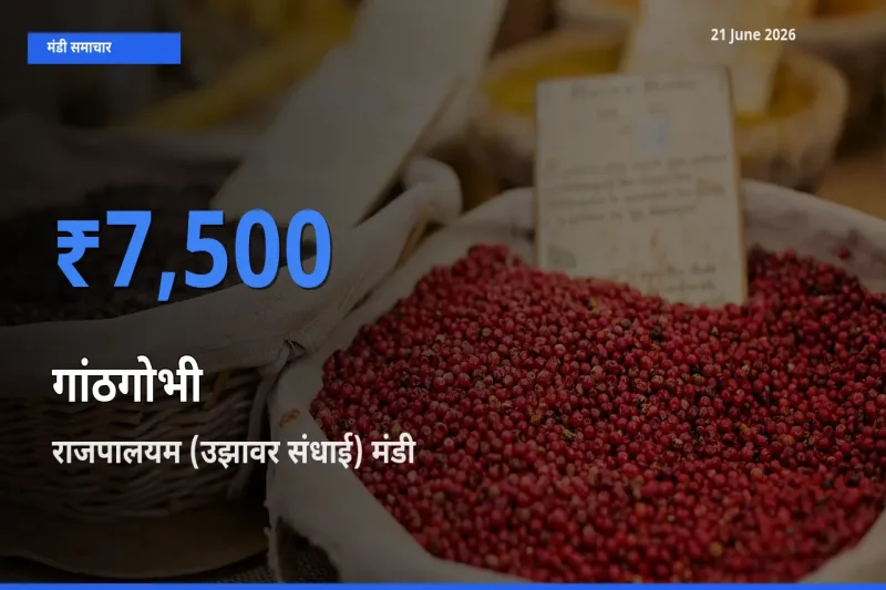 आज गांठगोभी के सबसे ऊँचे दाम ₹7,500 राजपालयम (उझावर संधाई) मंडी में