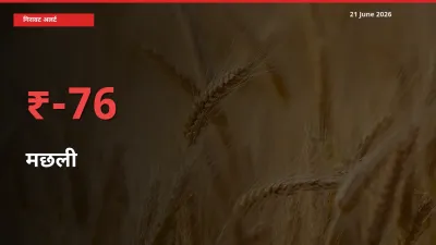 आज का मंडी भाव: मछली के दाम मंडी में 76.1% नीचे