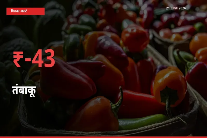 21 June अपडेट: तंबाकू के दाम मंडी में 43.33% गिरे