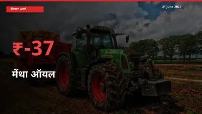 किसानों की चिंता बढ़ी! स्थानीय मंडी में मेंथा ऑयल 36.68% गिरा