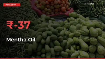 Mentha Oil Prices Drop 36.68% – June 21 Market Update from Mandis