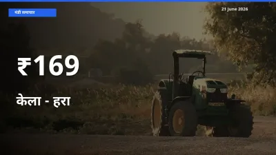 बाज़ार संकेत: केला - हरा के भाव कई मंडियों में समान रुझान दिखा रहे