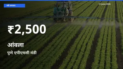 आंवला के दामों में गिरावट, पुणे एपीएमसी में 30 दिन का न्यूनतम भाव