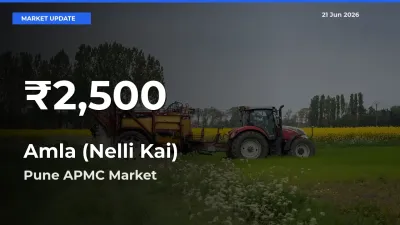 Amla (Nelli Kai) Prices Touch 30-Day Low in Pune APMC – June 21 Update