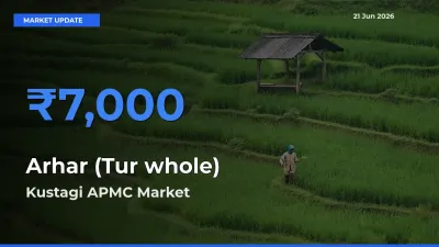 Kustagi APMC Tops Arhar (Tur whole) Mandi Rates Today