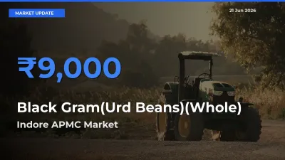 Indore APMC Offers ₹9,000 – Highest Black Gram(Urd Beans)(Whole) Rate Today