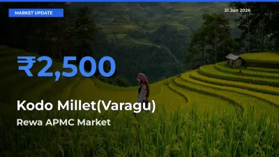 Rewa APMC Records Highest ₹2,500 Rate for Kodo Millet(Varagu)