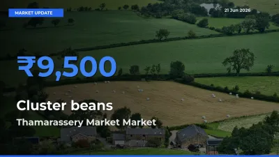 Farmers Prefer Thamarassery Market as Cluster beans Hits Highest Rate