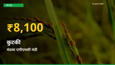 आज मंडला एपीएमसी में कुटकी के दाम रिकॉर्ड स्तर पर, ताज़ा मंडी भाव जानें