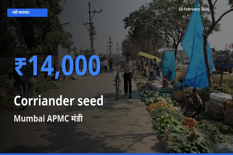 25 February अपडेट: Corriander seed के सबसे ऊँचे दाम Mumbai APMC मंडी में