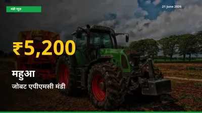 जोबट एपीएमसी में महुआ ₹5,200 पर पहुँचा – अब तक का उच्चतम भाव