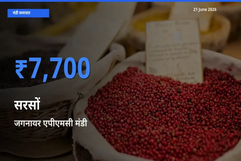 आज का मंडी भाव: सरसों के सबसे ज़्यादा दाम जगनायर एपीएमसी में