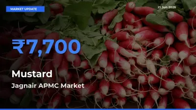 Jagnair APMC Leads as Top Mandi for Mustard Prices
