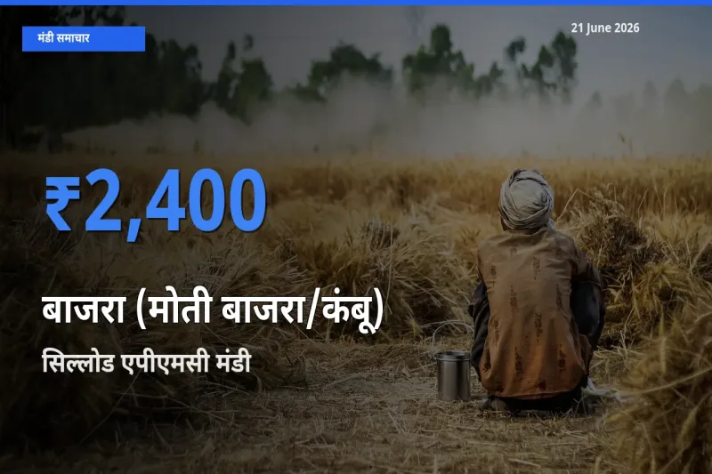 21 June अपडेट: बाजरा (मोती बाजरा/कंबू) के सबसे ऊँचे दाम सिल्लोड एपीएमसी मंडी में