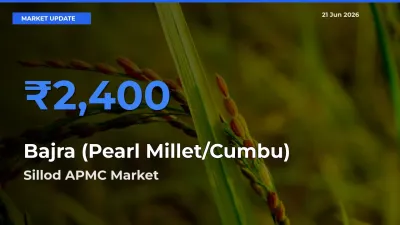 Sillod APMC Records Highest ₹2,400 Rate for Bajra (Pearl Millet/Cumbu)