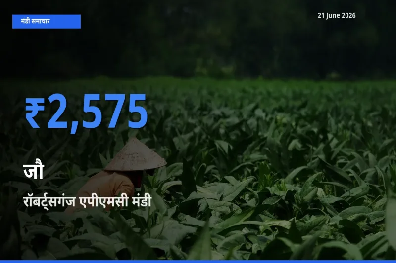 टॉप मंडी बना रॉबर्ट्सगंज एपीएमसी! जौ के सबसे ऊँचे दाम यहीं दर्ज