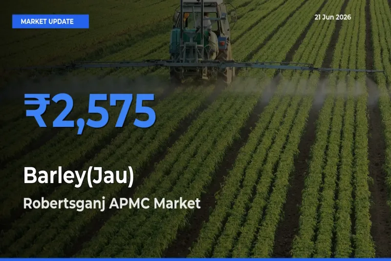 Robertsganj APMC Offers ₹2,575 – Highest Barley(Jau) Rate Today