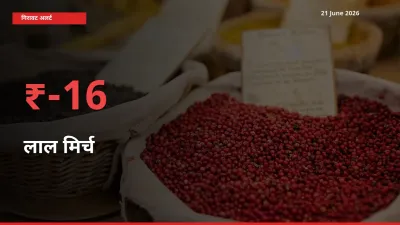 16.04% की गिरावट! मंडी में लाल मिर्च के दाम अचानक टूटे