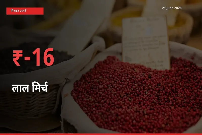 16.04% की गिरावट! मंडी में लाल मिर्च के दाम अचानक टूटे
