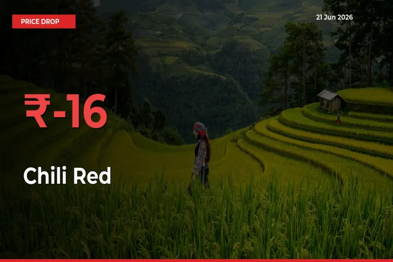 Farmers Alert as Chili Red Prices Slide 16.04% in Local Mandis