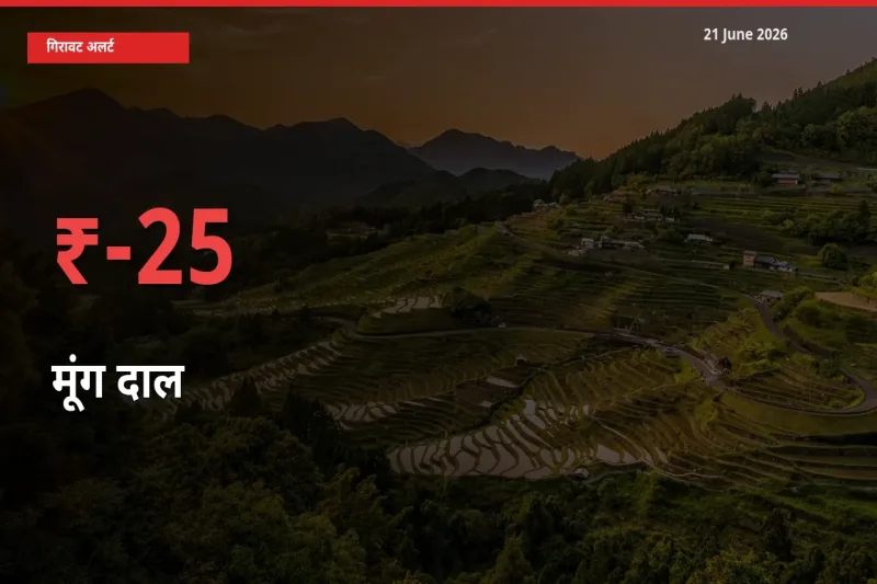 तेज़ गिरावट! मंडी में मूंग दाल के दाम 25.44% लुढ़के