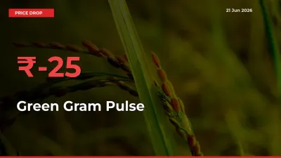 25.44% Drop in Green Gram Pulse Prices – Mandi Sees Sudden Fall