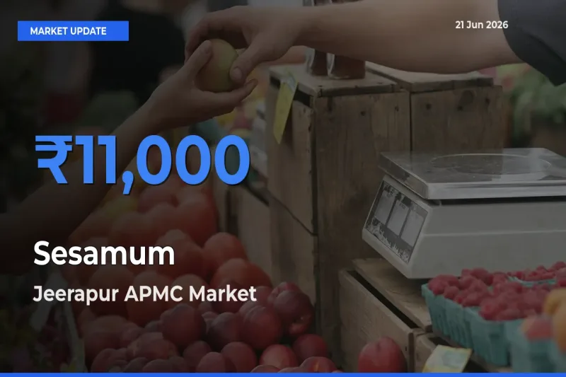 Jeerapur APMC Offers ₹11,000 – Highest Sesamum Rate Today
