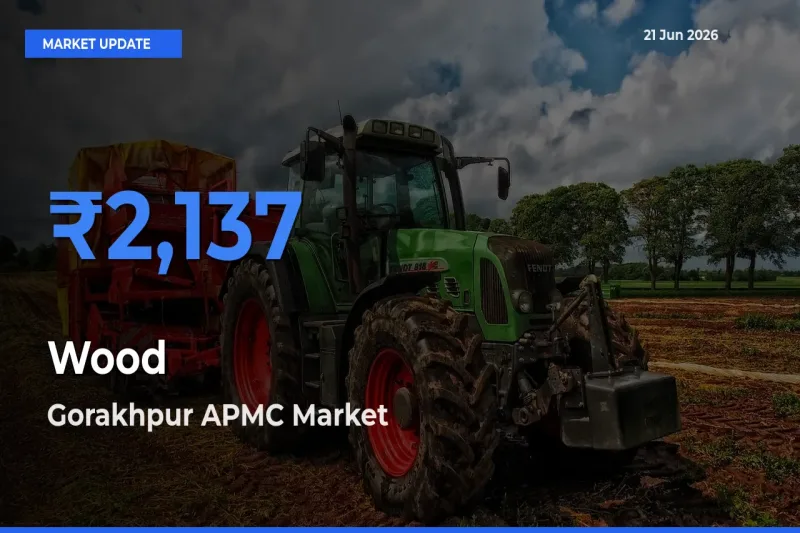 Gorakhpur APMC Emerges as Top Mandi for Wood Prices Today