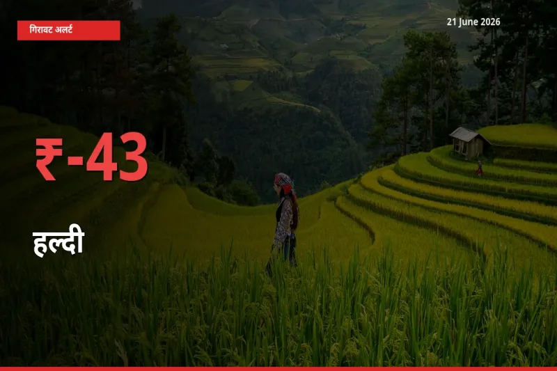 आज का मंडी भाव: हल्दी के दाम मंडी में 43.02% नीचे